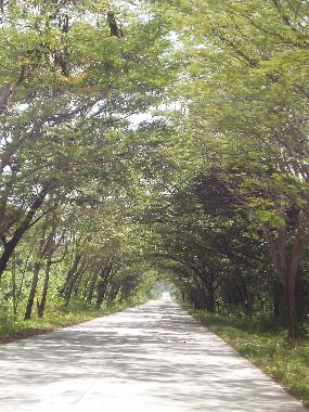 The Road that Leads You Home