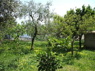 the garden