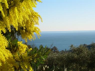 sea view with mimosa in february