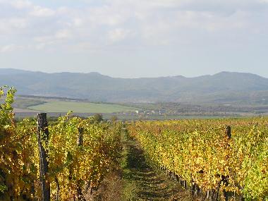 Holiday House in Verpel�t (Heves) or holiday homes and vacation rentals