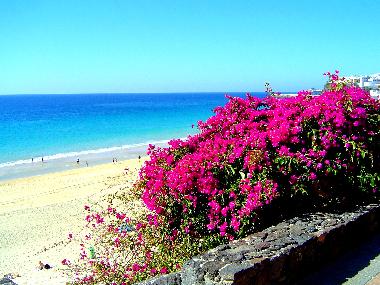 Holiday House in AGDE (H�rault) or holiday homes and vacation rentals