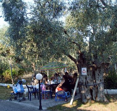 dinner unther the olivetrees