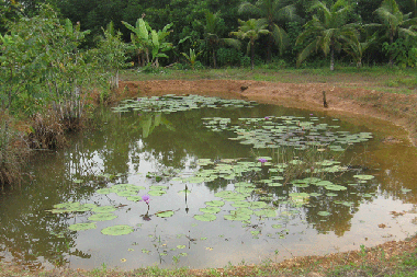 Holiday Apartment in Bentota (Kalutara) or holiday homes and vacation rentals