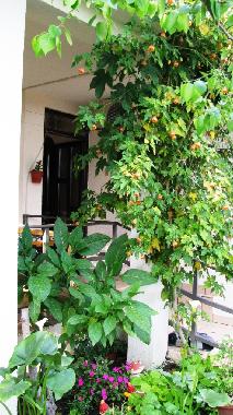 Holiday Apartment in Bar (Montenegro) or holiday homes and vacation rentals