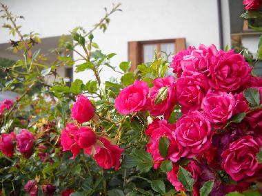 Holiday House in Tarcento (Udine) or holiday homes and vacation rentals