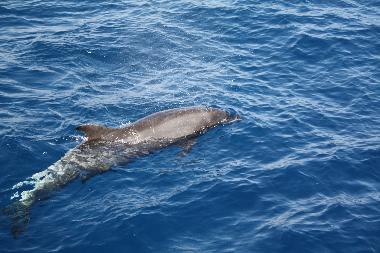 Dolphins on trips to coral reefs
