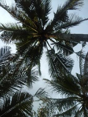Coconut trees at our Garden
