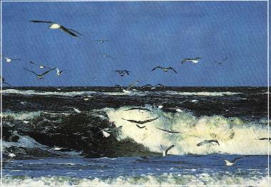 Holiday Apartment in Gro Schwansee (Mecklenburgische Ostseekste) or holiday homes and vacation rentals