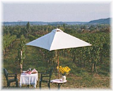 Why not have dinner in the vineyard!