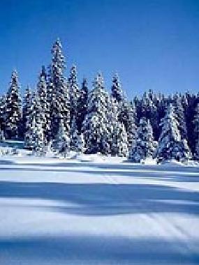 Holiday Apartment in Freyung (Lower Bavaria) or holiday homes and vacation rentals