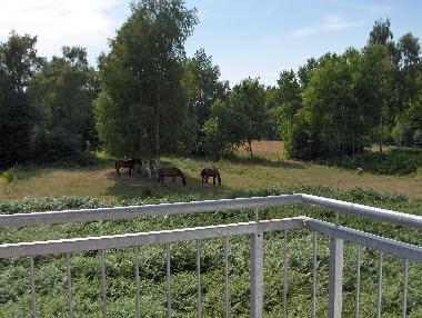 Holiday Apartment in Zingst (Fischland-Dar-Zingst) or holiday homes and vacation rentals