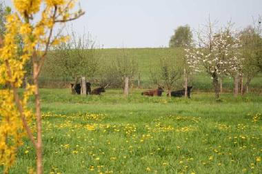 Holiday Apartment in Pinnow (Mecklenburgische Seenplatte) or holiday homes and vacation rentals