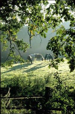 Holiday Apartment in Pinnow (Mecklenburgische Seenplatte) or holiday homes and vacation rentals