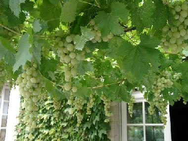 Bed and Breakfast in Laurabuc (Aude) or holiday homes and vacation rentals