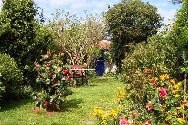 The garden with camelias