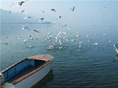 Seagulls dance