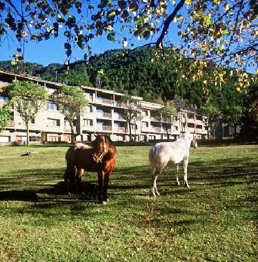 Horses just in front of the apartments