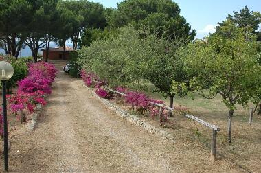 Holiday House in S. Andrea (Livorno) or holiday homes and vacation rentals