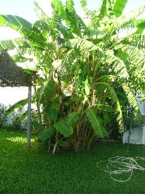 Chalet in El Palmar (Cdiz) or holiday homes and vacation rentals