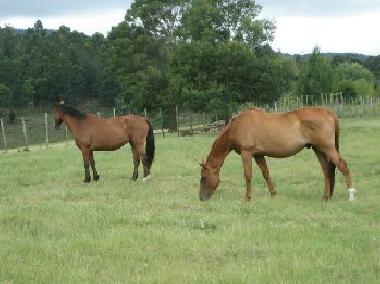 Holiday House in George District (Western Cape) or holiday homes and vacation rentals