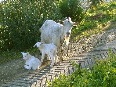 farm animals to touch