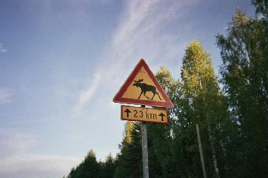 Welcome to elk country