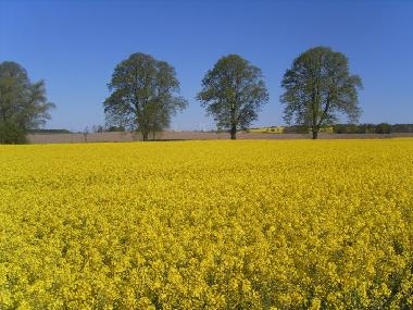  in  (Mecklenburgische Ostseekste) or holiday homes and vacation rentals