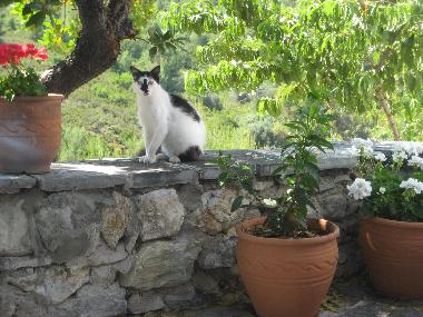 Our Island Friend Luigi