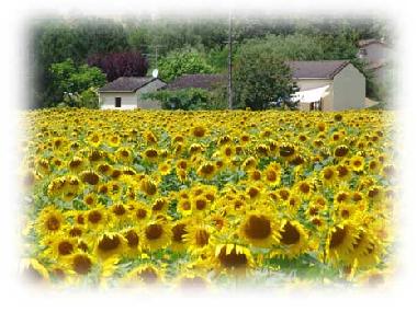 Sunflowers next to cottage