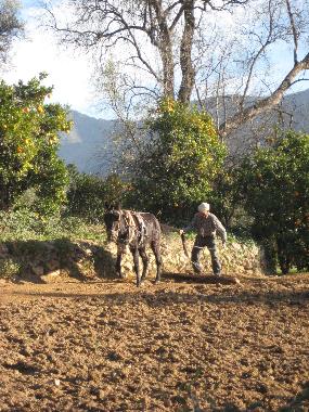 Traditional farming methods in the village
