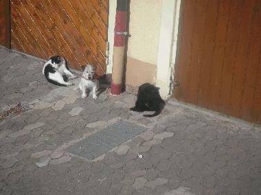 Holiday Apartment in Gunzenhausen (Central Franconia) or holiday homes and vacation rentals