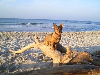 Holiday Apartment in Born am Darss (Fischland-Dar-Zingst) or holiday homes and vacation rentals