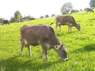 Holiday Apartment in Rieden am Forggensee (Bavarian Swabia) or holiday homes and vacation rentals