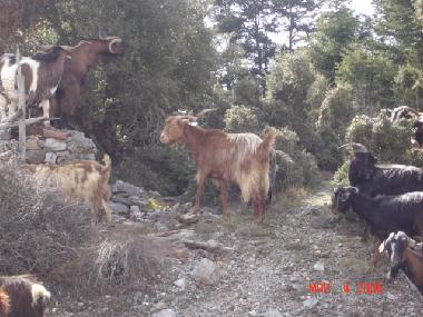 Arcadia Land of Goats and the Ancient God Pan