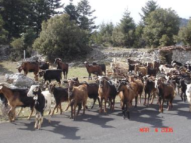Goats In The forest of Evergreen around Bytina