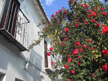 Holiday Apartment in Granada (Granada) or holiday homes and vacation rentals