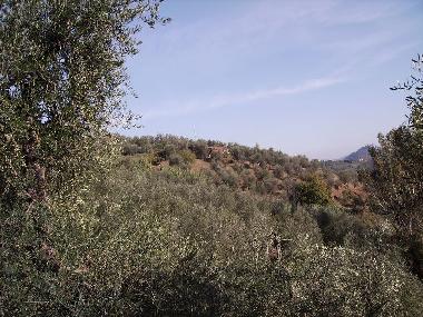 Holiday House in Montecatini Terme (Pistoia) or holiday homes and vacation rentals