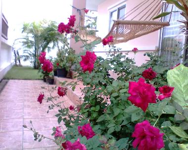 Garden hammock in the tropical gardens