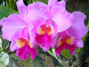 Thai orchids