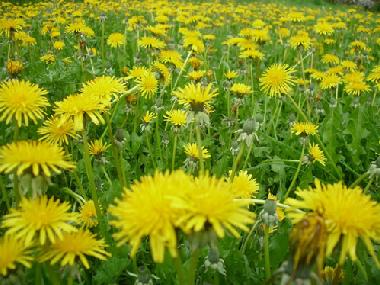 Holiday House in Issor (Pyrnes-Atlantiques) or holiday homes and vacation rentals