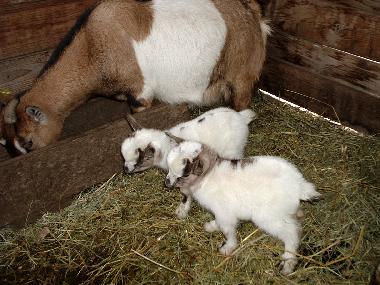 Holiday House in reggello (Firenze) or holiday homes and vacation rentals