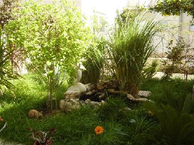 Small pond in the garden