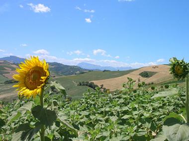 Early Summer View from House