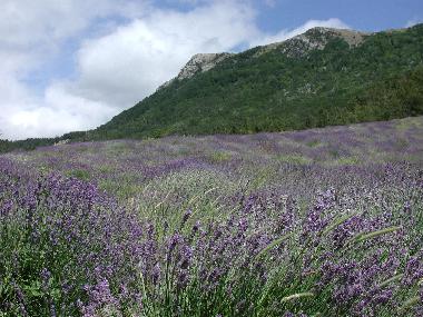 Holiday Apartment in Rosans (Hautes-Alpes) or holiday homes and vacation rentals