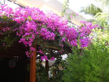 Holiday Apartment in Lindos (Dodekanisos) or holiday homes and vacation rentals