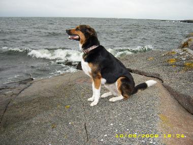 Holiday House in Ishult (Smaland) or holiday homes and vacation rentals