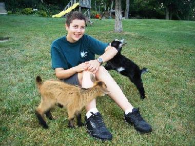 Our twin pygmy goats making friends!