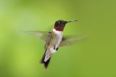 Ruby Throated Hummingbirds are frequent visitors to our garden in the summer months