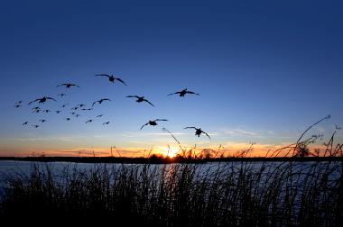 Dusk over Point Pelee marsh - migrating waterfowl