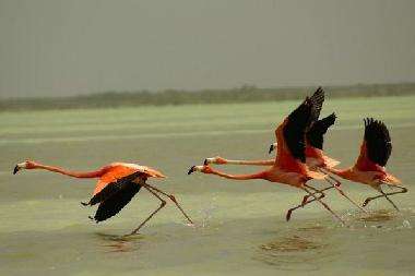 flamingos in celestun